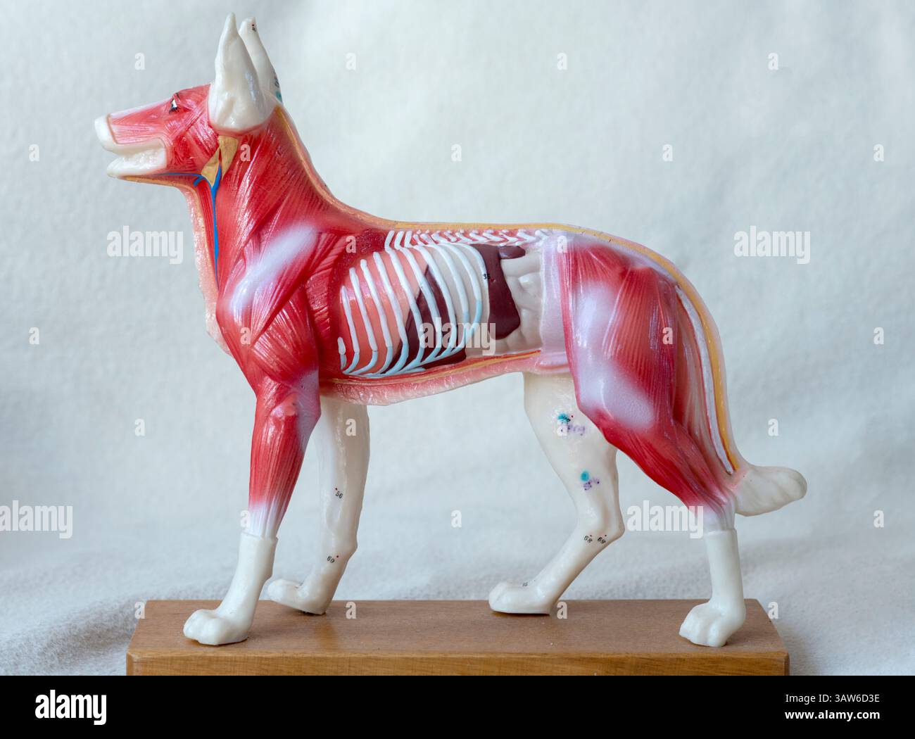 Modello veterinario di un cane che mostra l'anatomia per l'agopuntura animale. Foto Stock