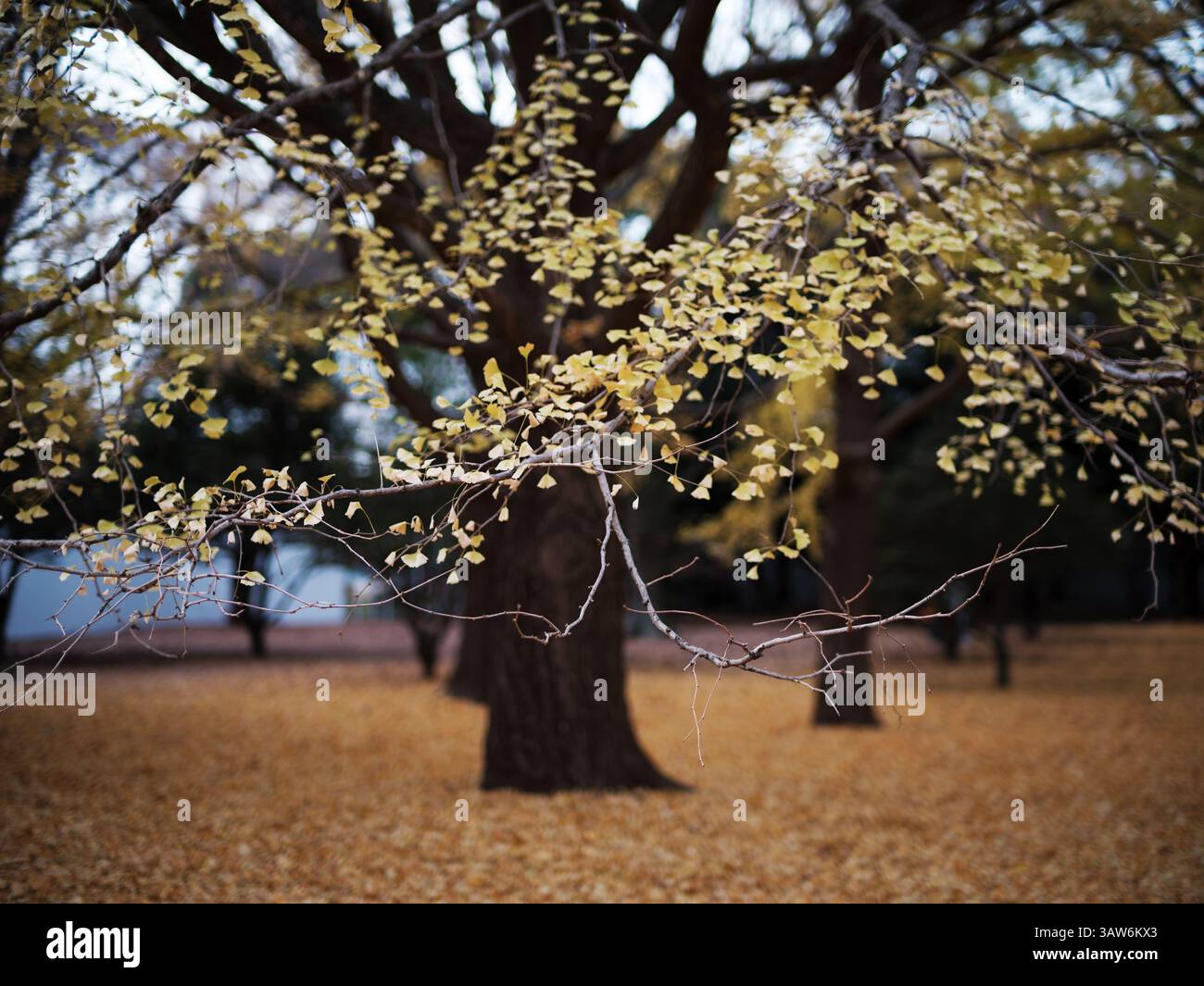 Il Golden Ginkgo parte sul ramo con il tappeto Fallen Leaf nel Parco di Tokyo Foto Stock