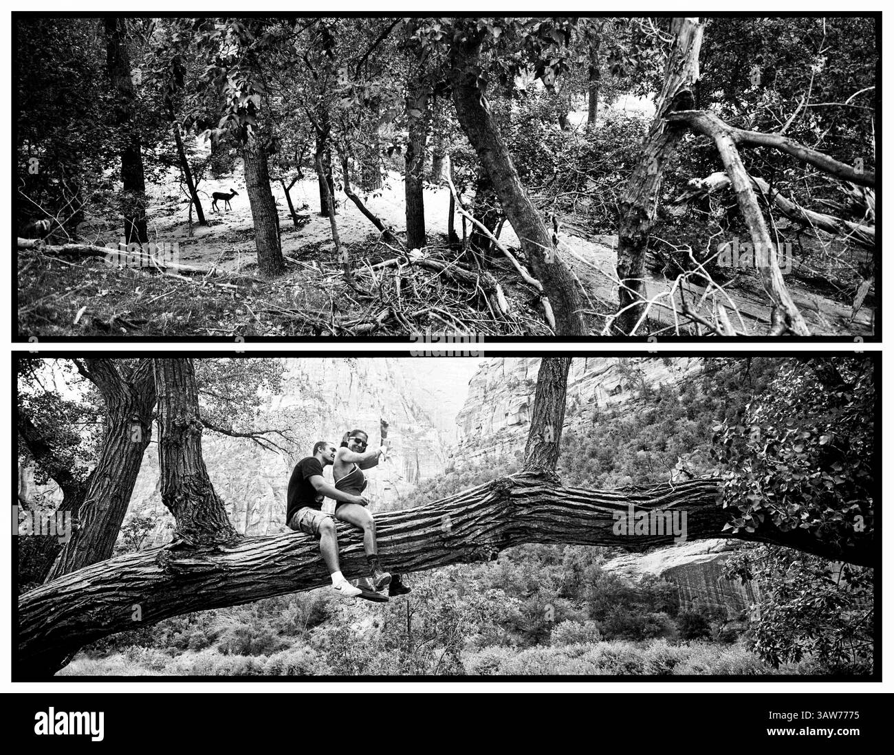 4 aprile 2016 - Utah, Stati Uniti - gli stessi alberi che ospitano la fauna selvatica forniscono egualmente a coloro che cercano un tempo selvaggio. Fin dalla sua nascita il compito del National Park Service è stato quello di provvedere a entrambi..Zion National Park artist-in-residence, settembre 2015. (Immagine di credito: © Benjamin Rusnak via ZUMA Wire) Foto Stock