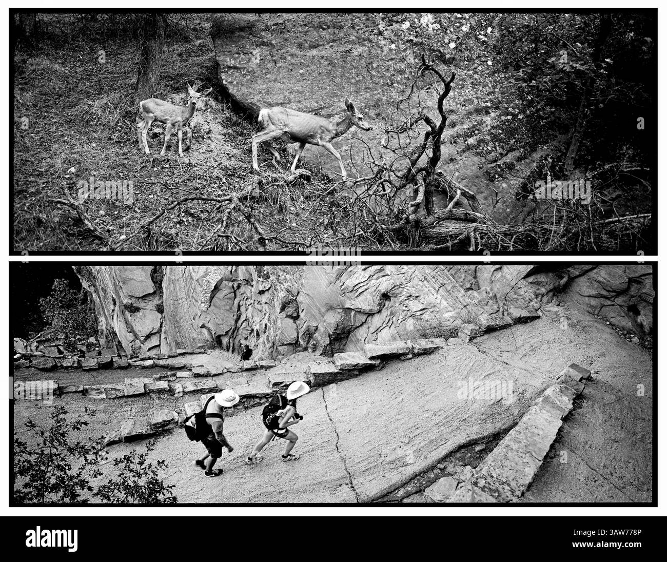 4 aprile 2016 - Utah, Stati Uniti - Un fawn segue la madre lungo una collina nel canyon di Zion, mentre un paio di escursionisti segue la ripida serie lastricata di 21 tornanti conosciuta come Walter's Wiggles, che il primo sovrintendente di Zion Walter Ruesh ha progettato per consentire ai visitatori e al bestiame di accedere alla cima del canyon..Zion National Park artista-in-residenza, settembre 2015. (Immagine di credito: © Benjamin Rusnak via ZUMA Wire) Foto Stock