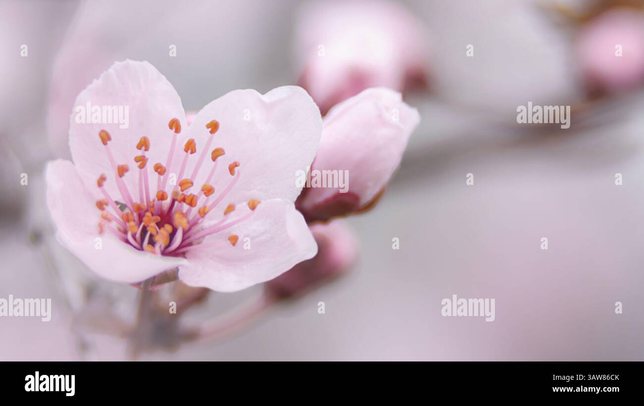 Fioritura rosa dei ciliegi primaverili Foto Stock