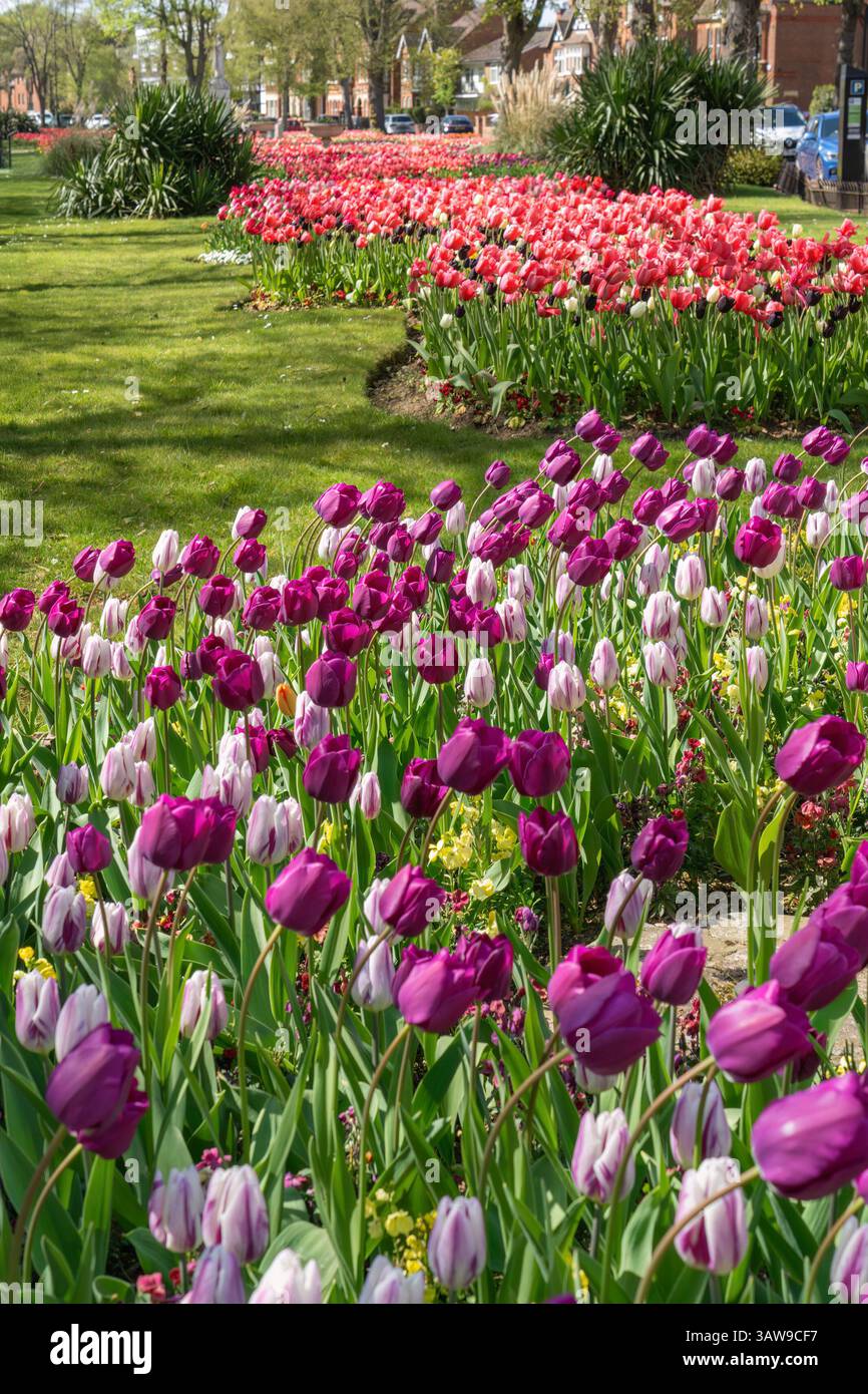 Argine di Bedford in primavera Foto Stock