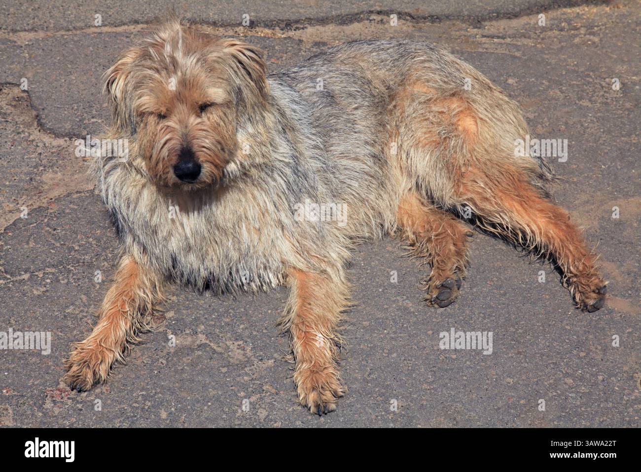 Cane Shaggy. Cane troppo grande, non tagliato e sporco. Cane senzatetto con pelliccia e barba squallida. Cane di strada appoggiato sull'asfalto. Shaggy, cane sporco Foto Stock