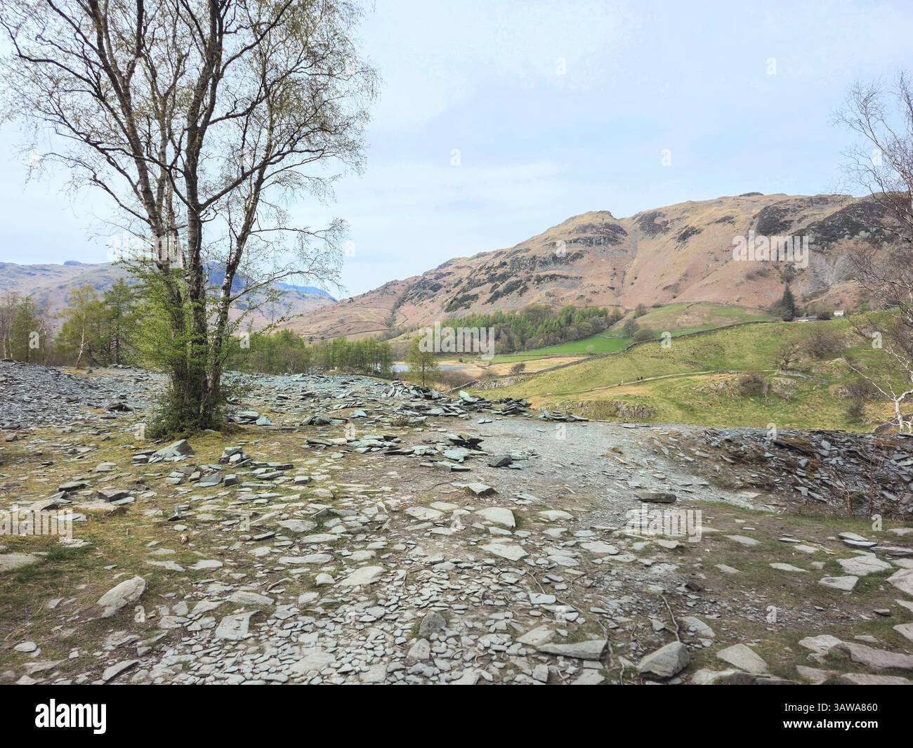 Un tranquillo scenario rurale caratterizzato da un singolo albero in piedi su una superficie rocciosa e sassosa con aspre colline marroni che si innalzano in lontananza. Nel Lake District. Foto Stock