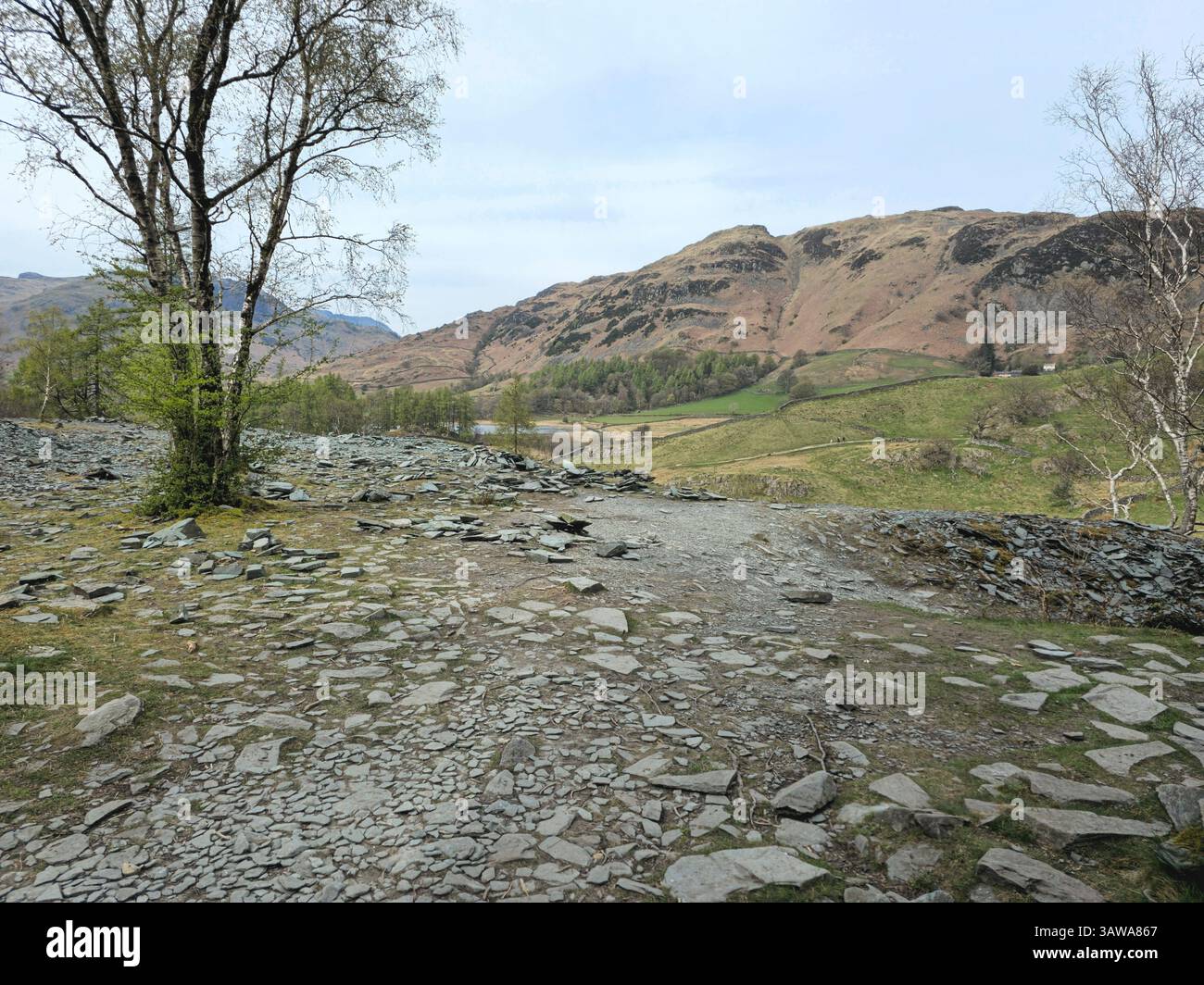 Un tranquillo scenario rurale caratterizzato da un singolo albero in piedi su una superficie rocciosa e sassosa con aspre colline marroni che si innalzano in lontananza. Nel Lake District. Foto Stock