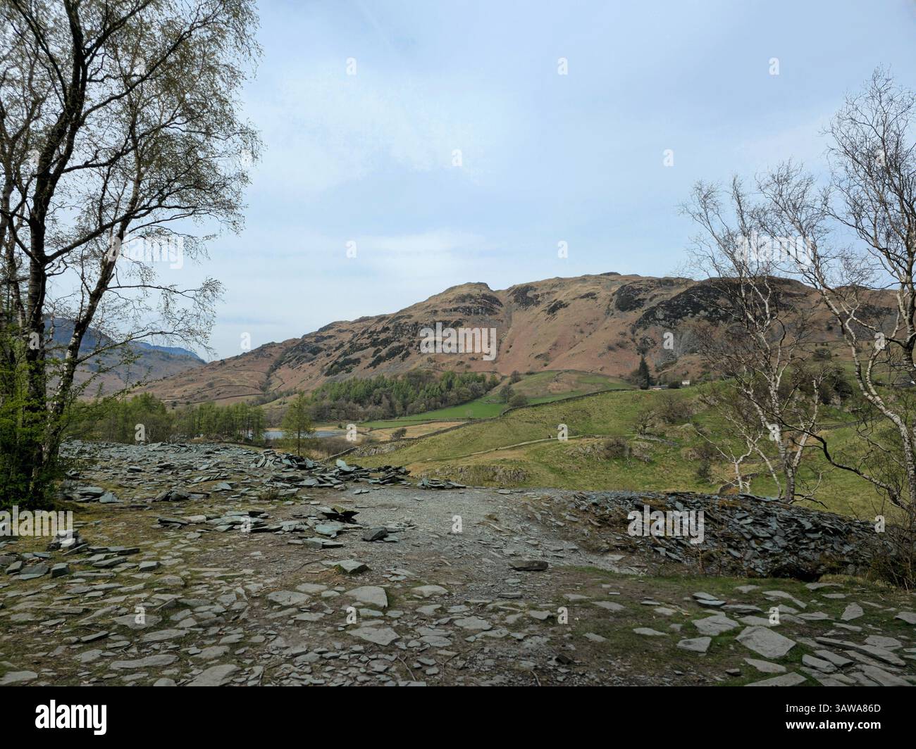 Un tranquillo scenario rurale caratterizzato da un singolo albero in piedi su una superficie rocciosa e sassosa con aspre colline marroni che si innalzano in lontananza. Nel Lake District. Foto Stock