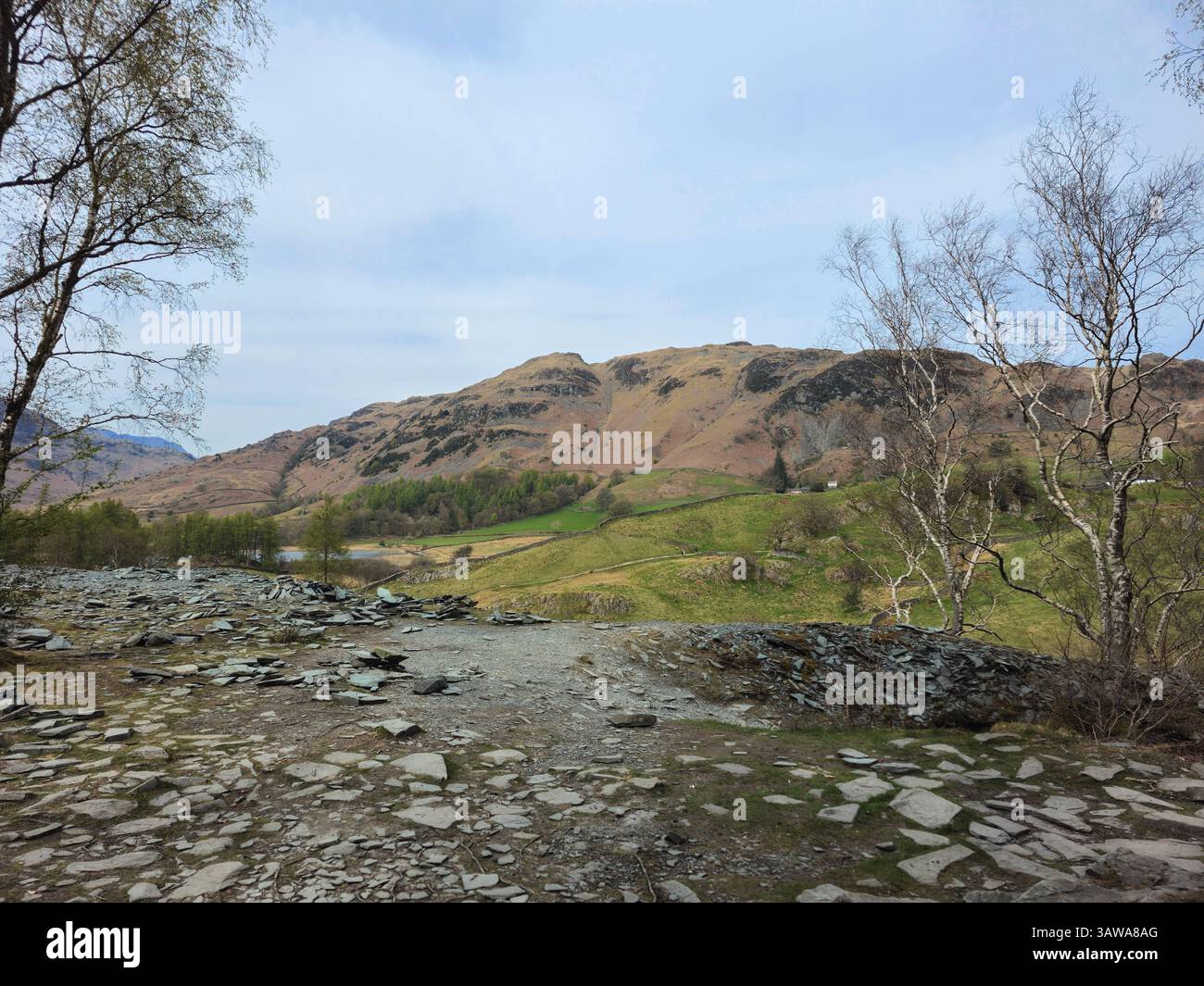 Un tranquillo scenario rurale caratterizzato da un singolo albero in piedi su una superficie rocciosa e sassosa con aspre colline marroni che si innalzano in lontananza. Nel Lake District. Foto Stock