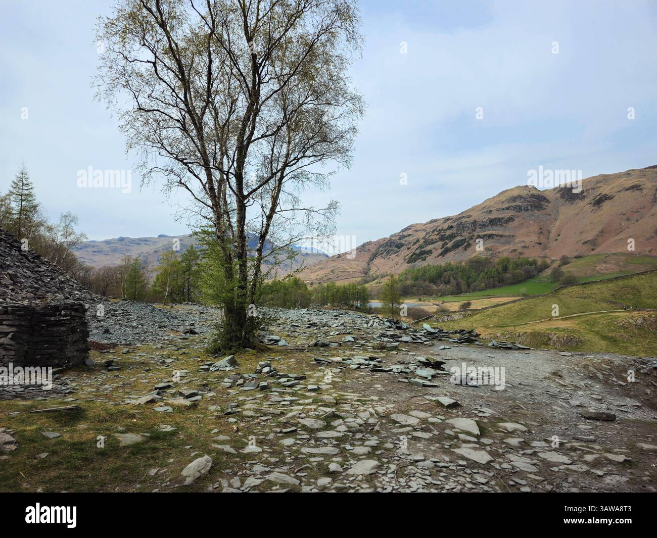 Un tranquillo scenario rurale caratterizzato da un singolo albero in piedi su una superficie rocciosa e sassosa con aspre colline marroni che si innalzano in lontananza. Nel Lake District. Foto Stock