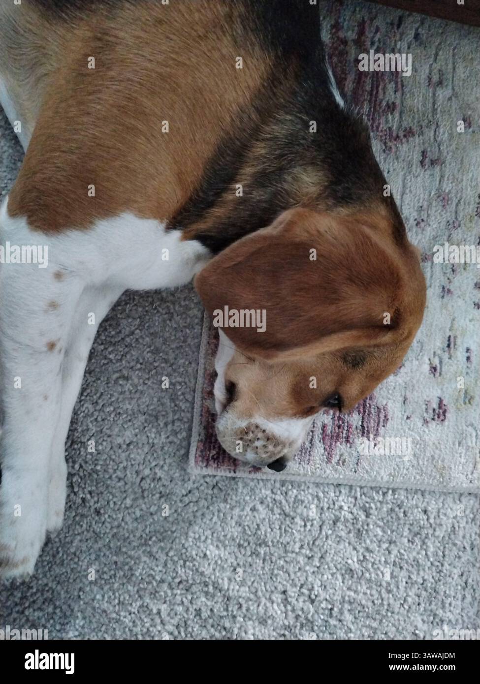 Cane steso per terra da un lato Foto Stock