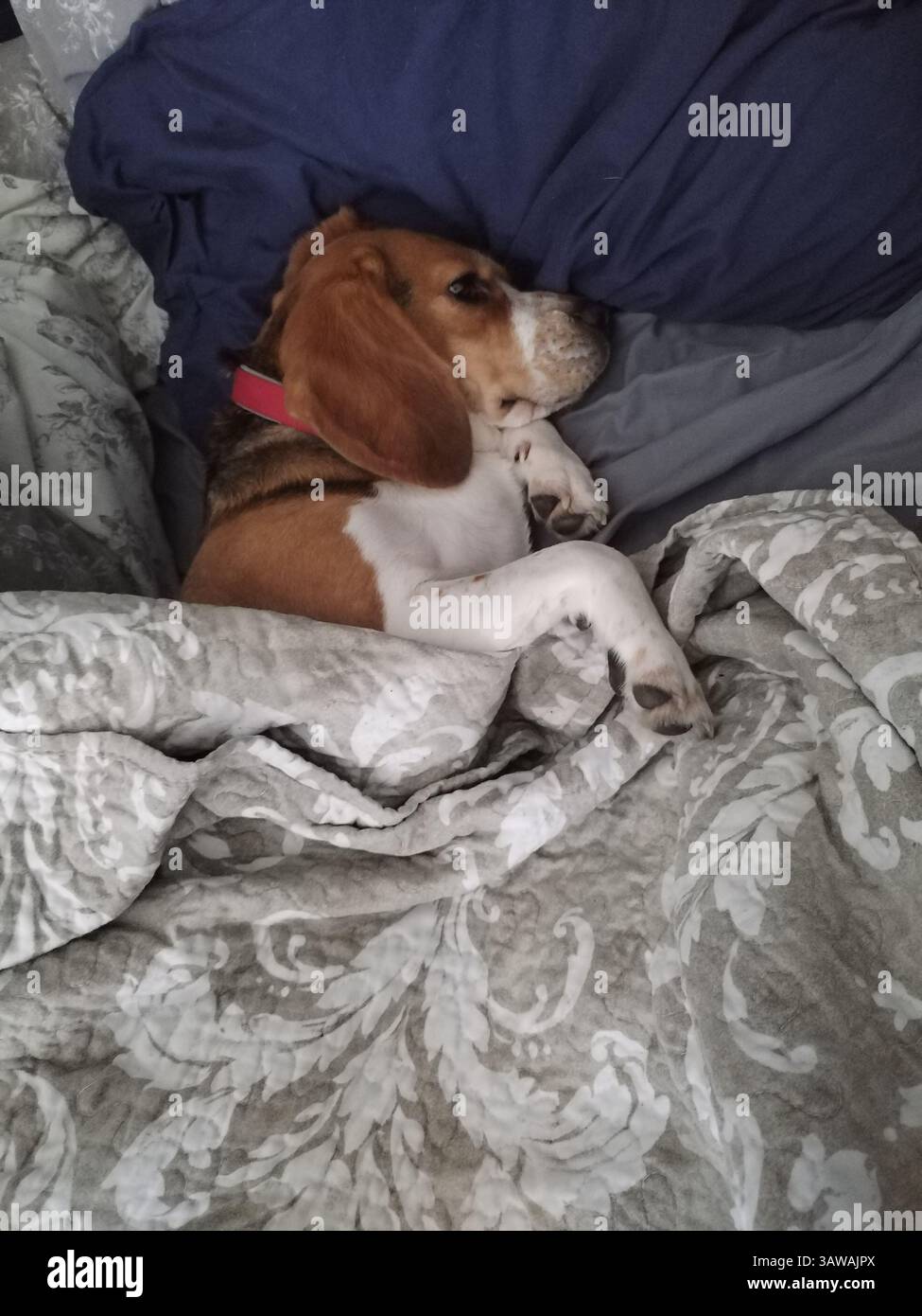 Cane sdraiato sul letto sul cuscino Foto Stock