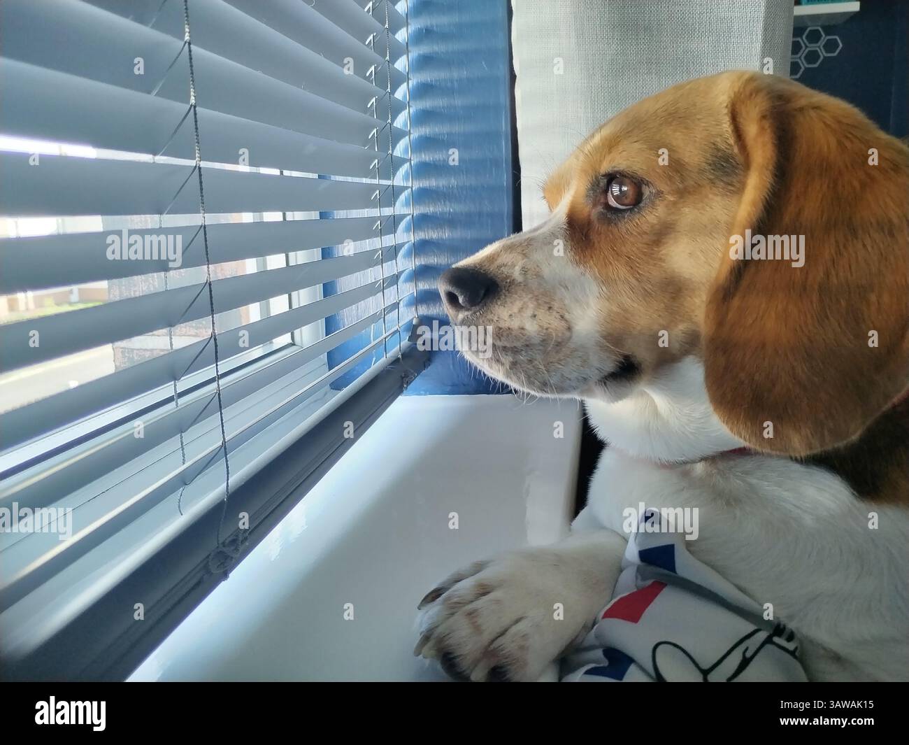 Cane che guarda fuori dalla finestra Foto Stock