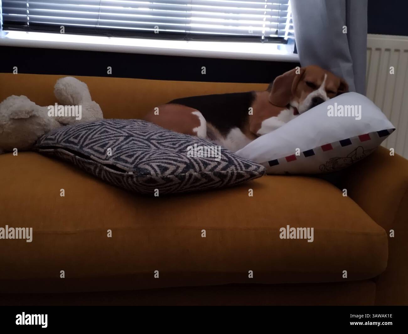 Beagle Dog che dorme sul divano Foto Stock