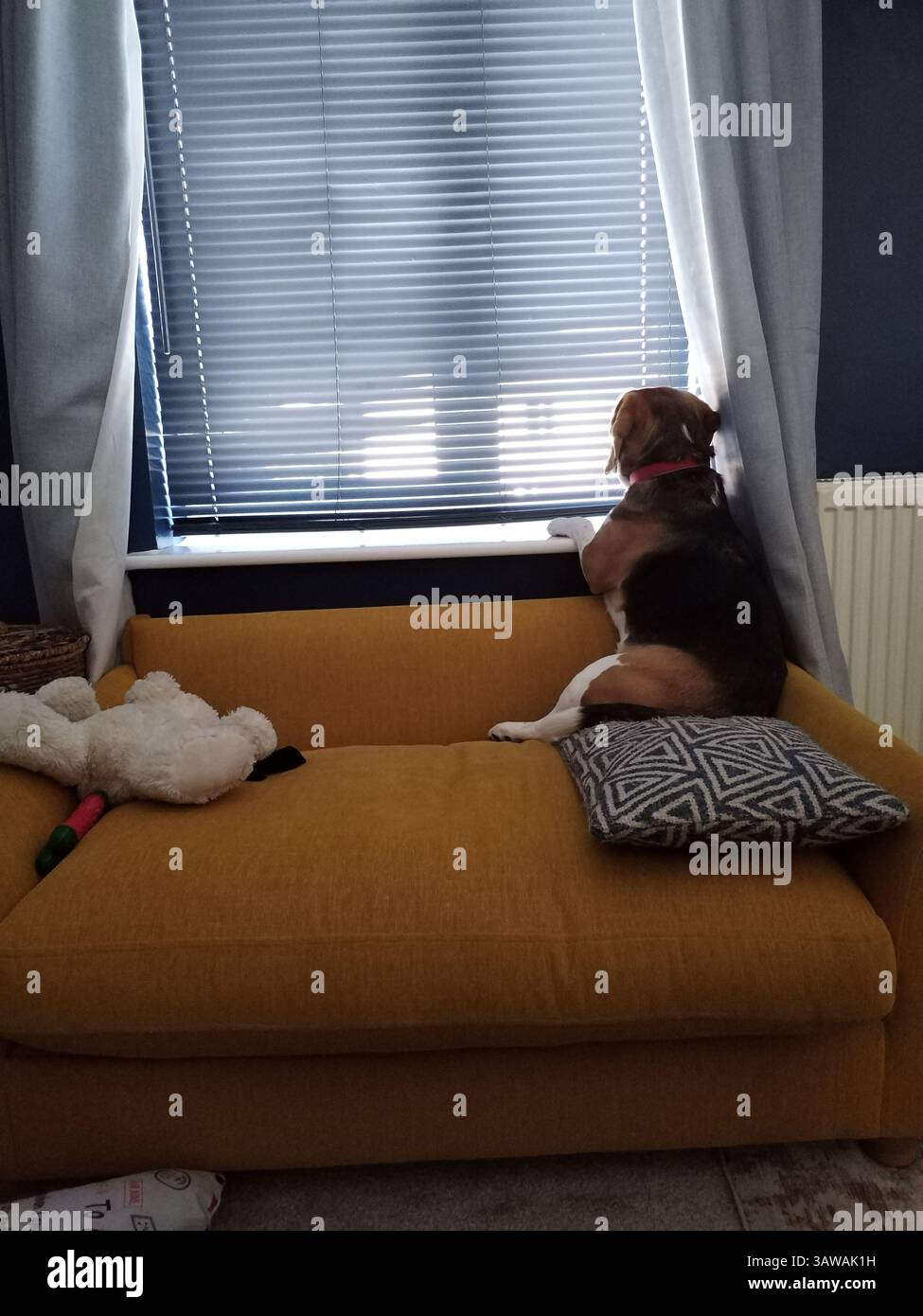 Cani seduti e che guardano fuori dalla finestra Foto Stock