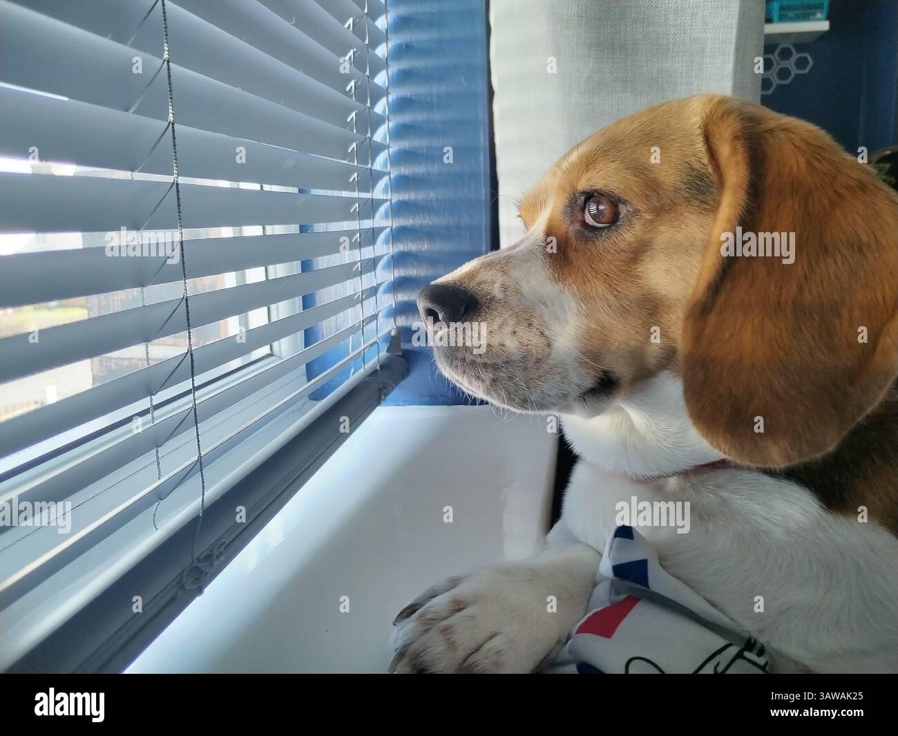 Cane che guarda fuori dalla finestra Foto Stock
