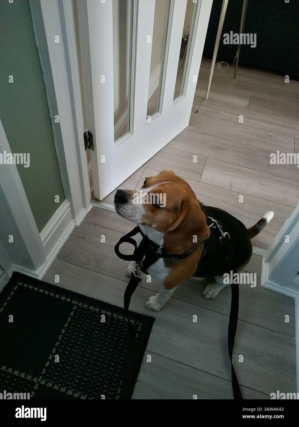 Cane che aspetta di andare a fare una passeggiata alla porta Foto Stock