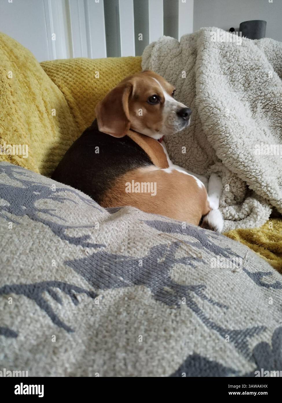 Cane seduto sul divano Foto Stock