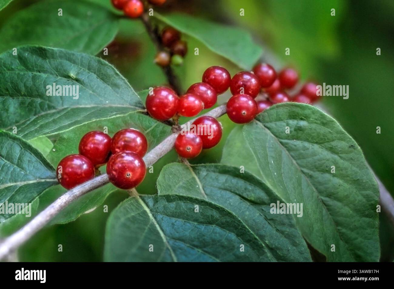 Bacche rosse su Amur Honeysuckle (Lonicera mackii) noto anche come caprifoglio cespuglio. Amur è una bella pianta ornamentale, ma è considerata una pianta invasiva Foto Stock
