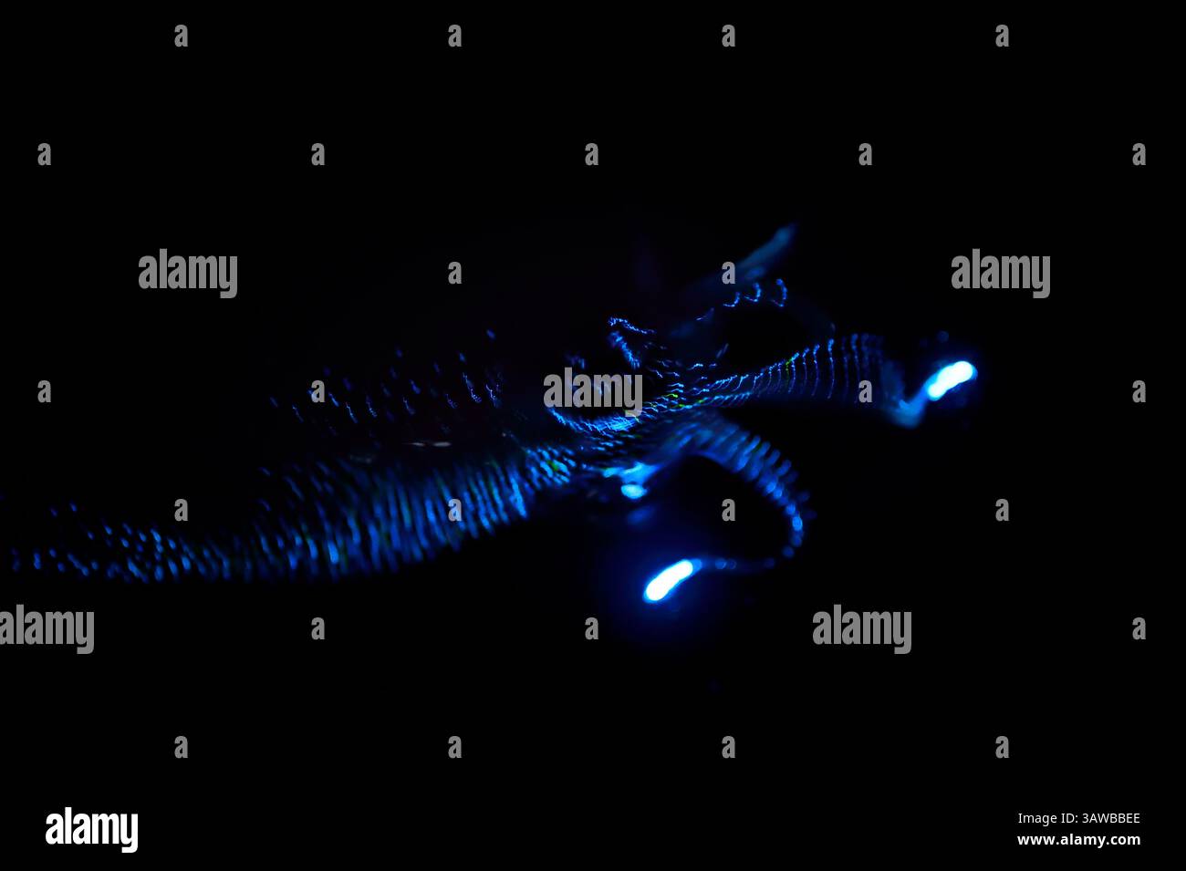 Il liquido bioluminescente di Firefly (Watasenia scintillans) ( ほたるいか , hotaru-ika ) emette intensi lampi di luce da tre piccoli organi luminosi (fotoforo Foto Stock