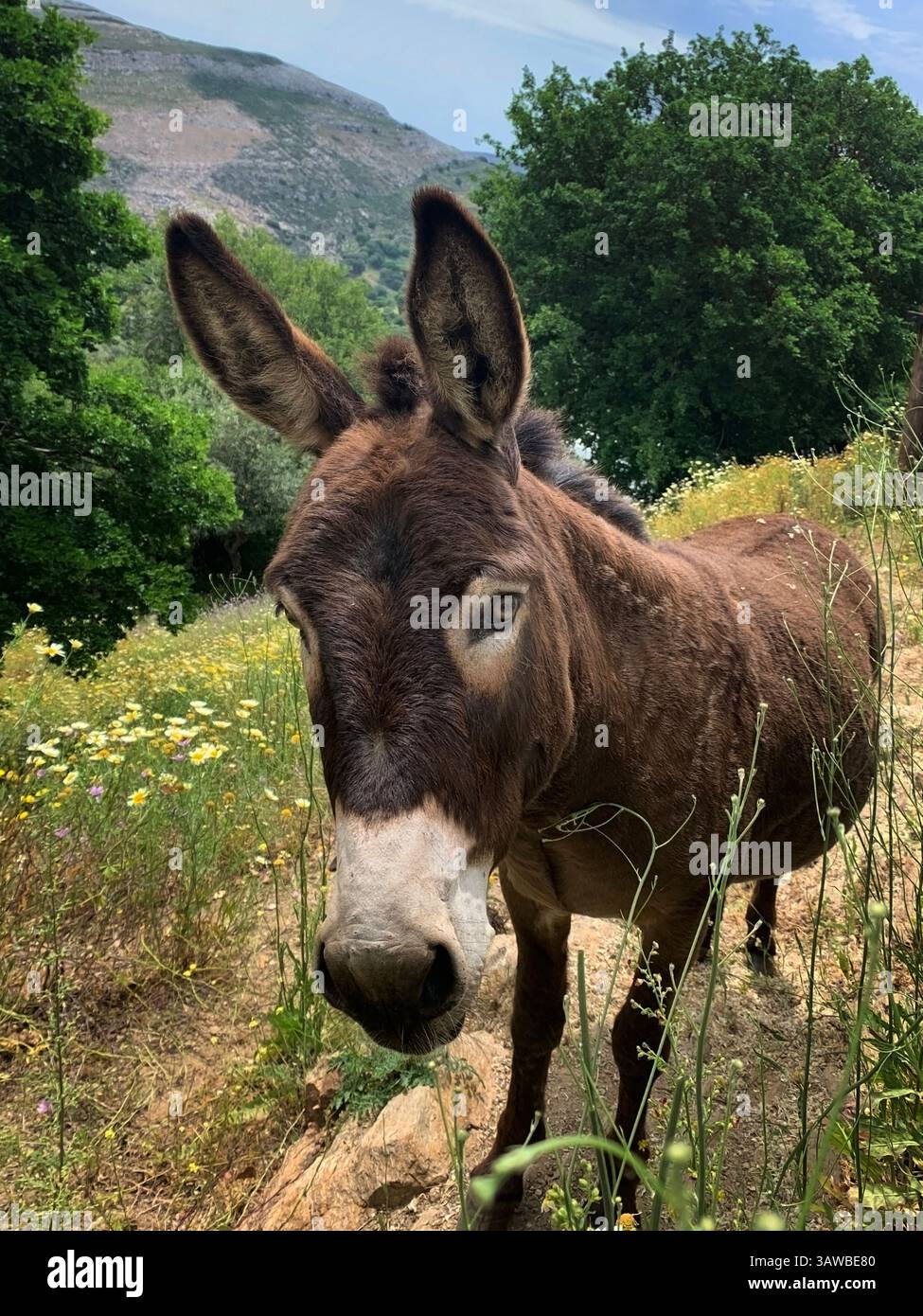 Asino. Ritratto di un bell'asino. Foto Stock