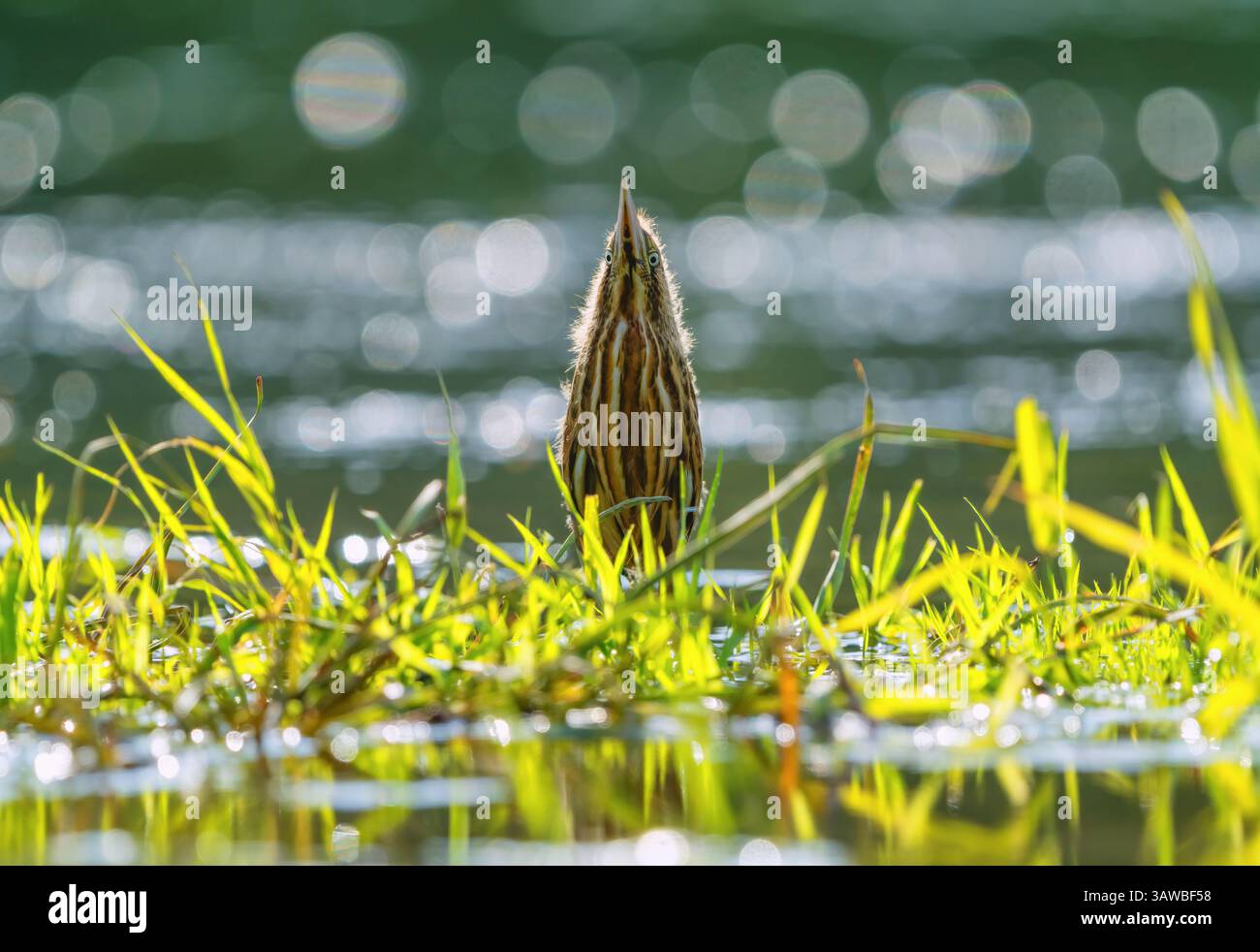 Il pulcino dell'uccello amaro Botaurus stellaris, in piedi sul fiume tra l'erba, si estendeva fino in cima fingendo di essere una canna Foto Stock