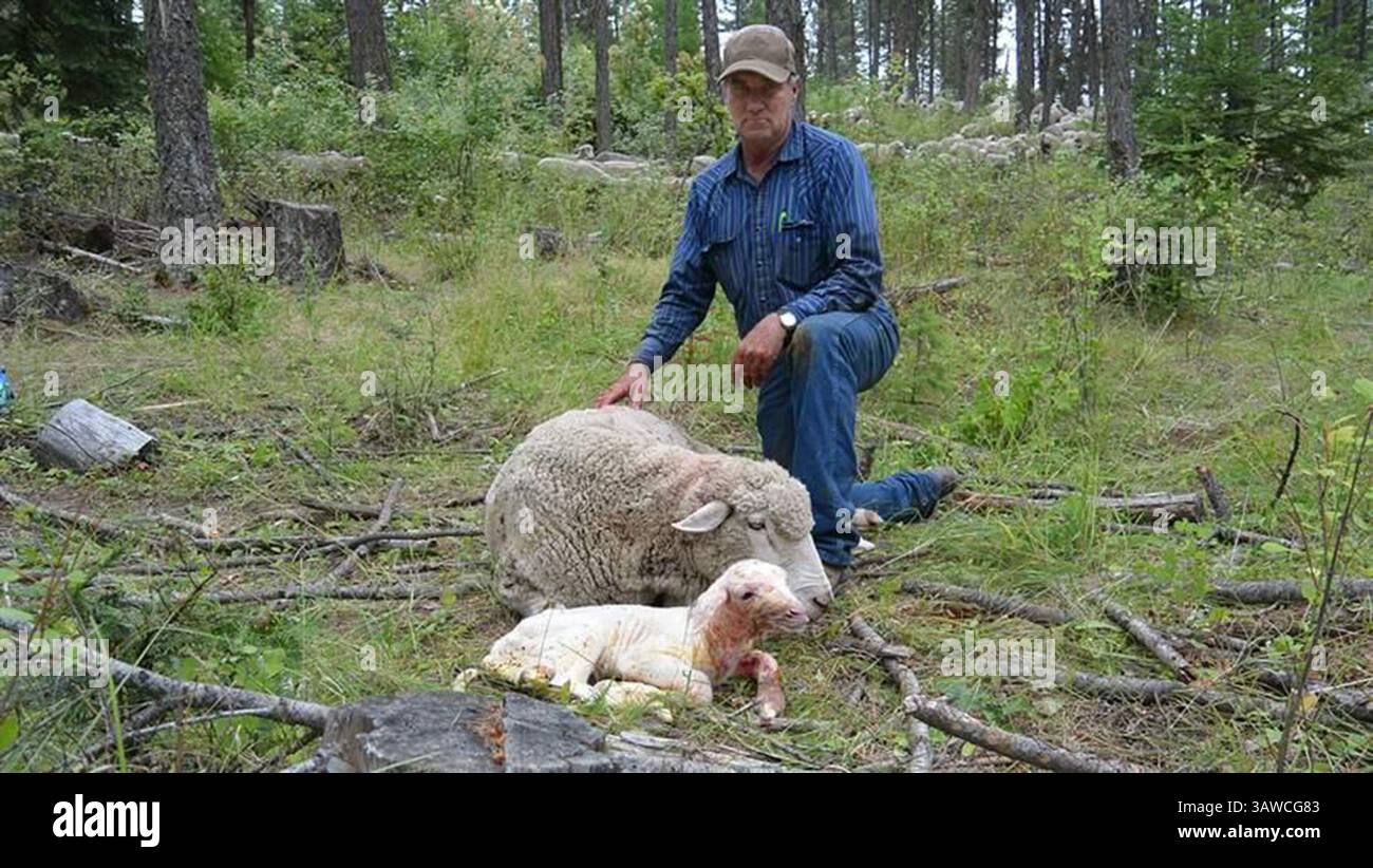 25 luglio 2016 - Washington, USA - Dave Dashiell allevatore di pecore dello stato di Washington accanto a un agnello che ha consegnato pochi minuti prima. stati occidentali come Washington stanno camminando un confine tra la conservazione dei lupi come specie in via di estinzione e l'aiuto degli allevatori a controllarli. (Immagine di credito: © Pew Charitable Trusts/TNS via cavo ZUMA) Foto Stock