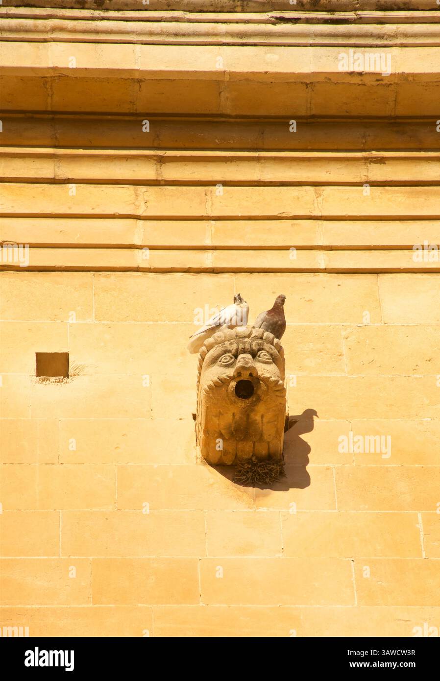 Piccioni su uno scarico dell'acqua piovana a forma di gargoye in pietra scolpita, città vecchia di Lecce, Puglia, Italia meridionale. Foto Stock