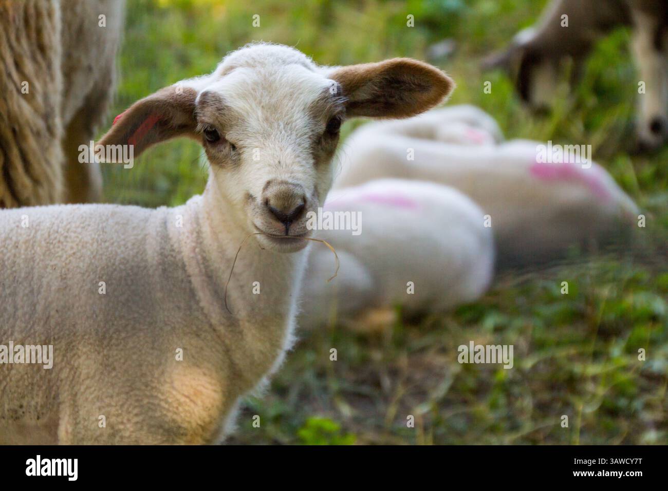 Agnello bianco piccolo con orecchie marroni Foto Stock