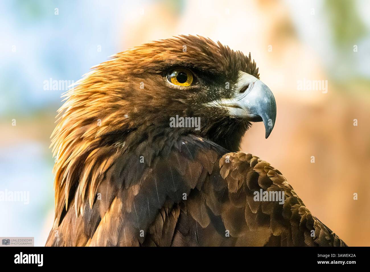 La Regal Golden Eagle Foto Stock