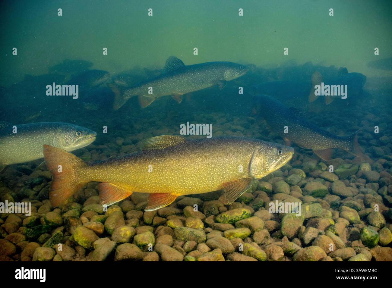 La trota di lago Salvelinus, la trota di lago è la più grande delle trote d'acqua dolce. È stato riferito che vivono fino a 70 anni in alcuni laghi canadesi. Sono originari del nord America, dall'Alaska alla nuova Scozia e in tutti i grandi Laghi. R.. Hagerty, USFWS / U.S. Fish and Wildlife Service Foto Stock