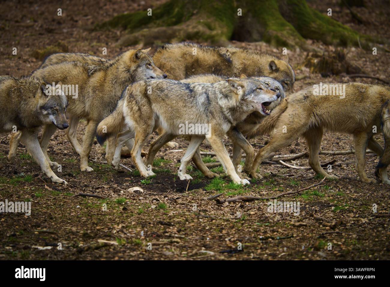 Wolf (Canis lupus), un branco di lupi si muove nella foresta, l'ambiente è terroso e boscoso, Germania, Europa Foto Stock Wolf (Canis lupus), un branco di lupi si muove nella foresta, l'ambiente è terroso e boscoso, Germania, Europa Foto Stock