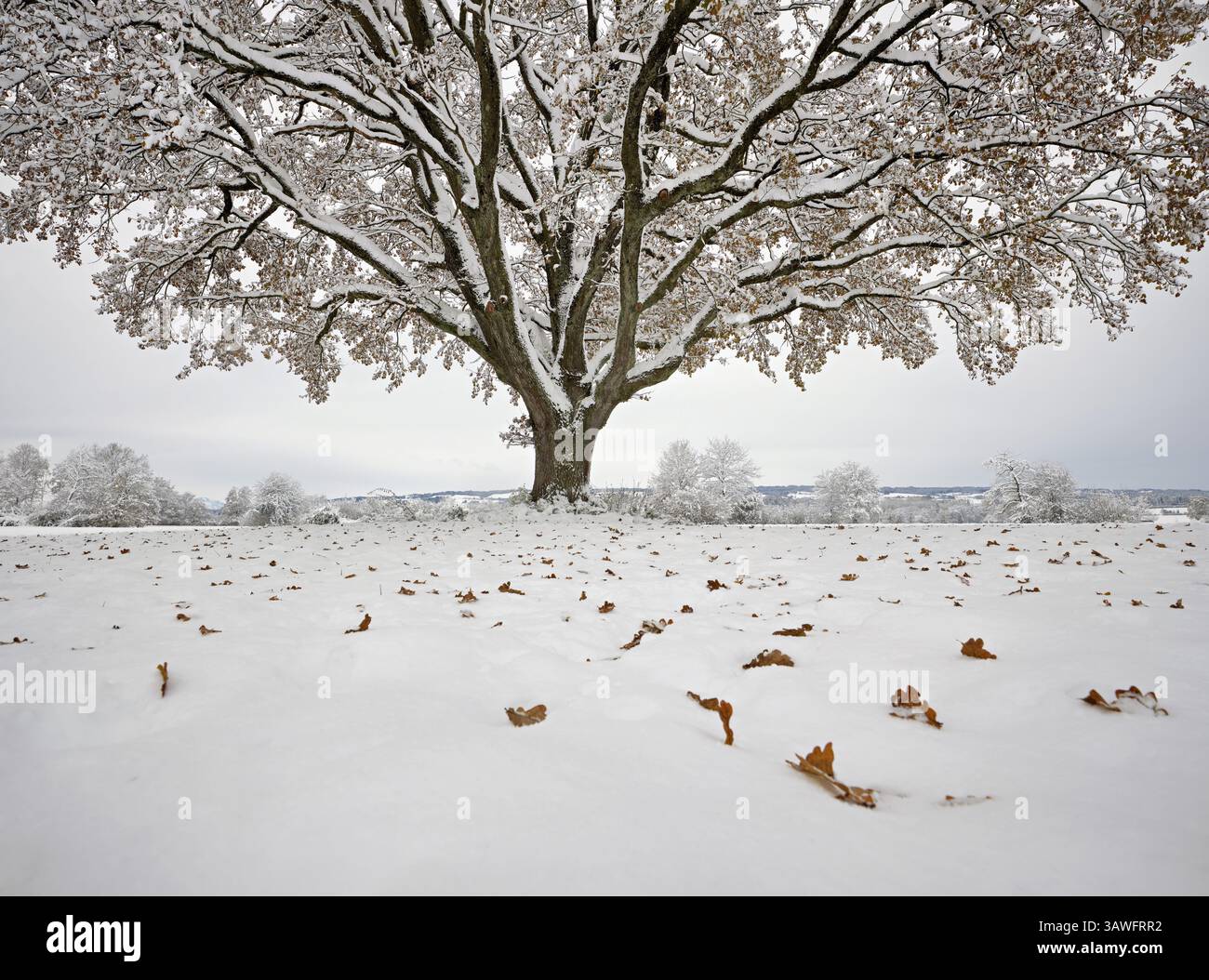 Quercia inglese (Quercus robur), con foglie autunnali nella neve, Birri, Freiamt, Canton Argovia, Svizzera, Europa Foto Stock