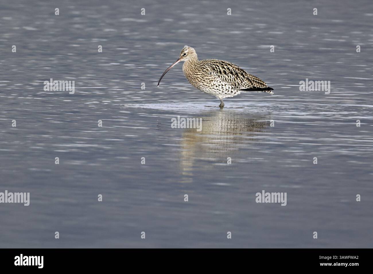 Curlew eurasiatica (Numenius arquata), Foraging, riserva naturale Klingnauer Stausee, Canton Argovia, Svizzera, Europa Foto Stock