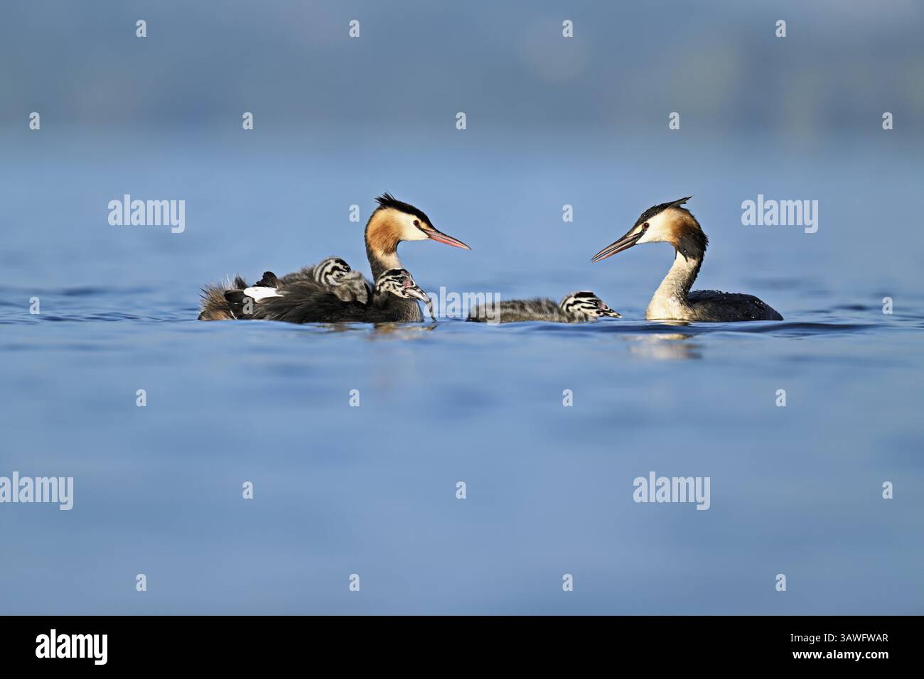 Great Crested Grebe (Podiceps Scalloped Ribbonfish) abbina la loro progenie a pesci, lago Zug, Canton Zug, Svizzera, Europa Foto Stock