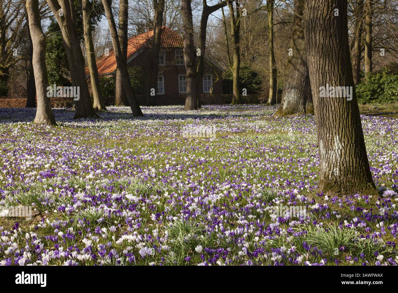 Croci, croci primaverili, campo di croco, tappeto di fiori, zafferano primaverile, famiglia iris, Backemoor, Frisia orientale, Germania, Europa Foto Stock