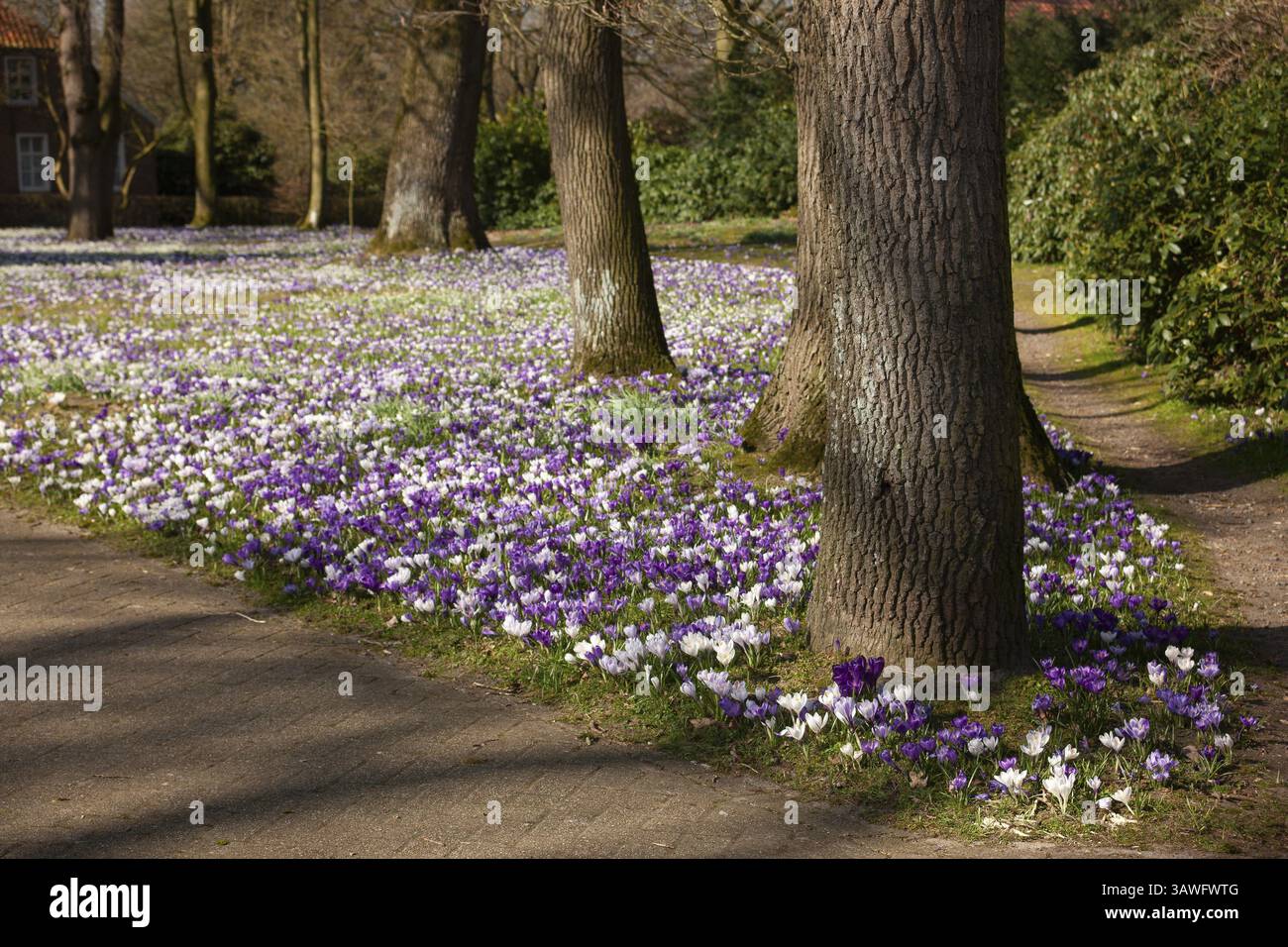 Croci, croci primaverili, campo di croco, tappeto di fiori, zafferano primaverile, famiglia iris, Backemoor, Frisia orientale, Germania, Europa Foto Stock