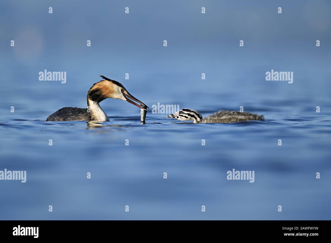 Grande cipollotto crestato (pesce costolette smerlato Podiceps) che dà da mangiare alla sua progenie con pesci, lago Zug, Canton Zug, Svizzera, Europa Foto Stock