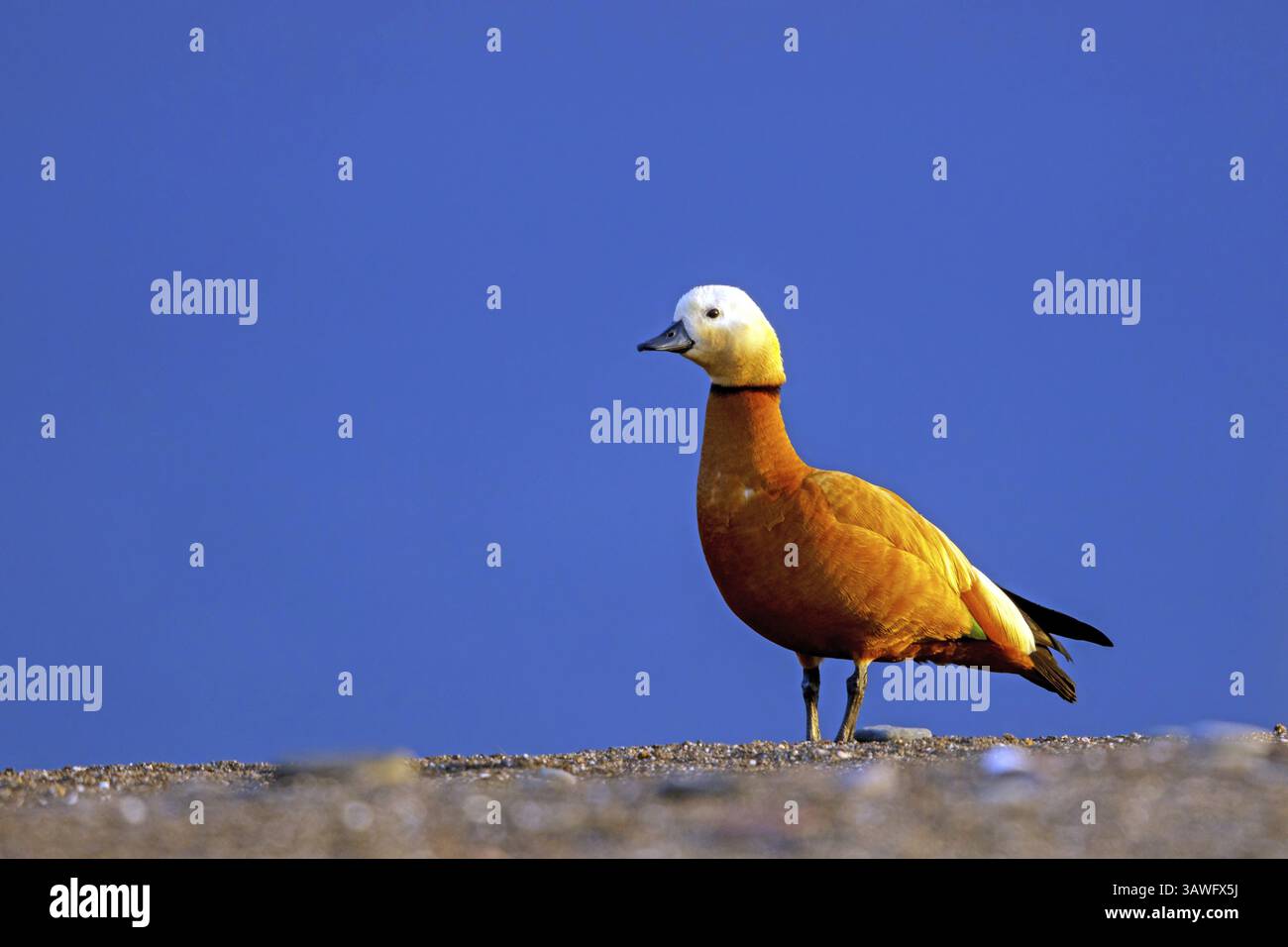 Ruddy Shelduck (Tadorna ferruginea), famiglia delle oche, uccelli delle oche, animali, Lesbo, Isola di Lesbo, Grecia, Europa Foto Stock