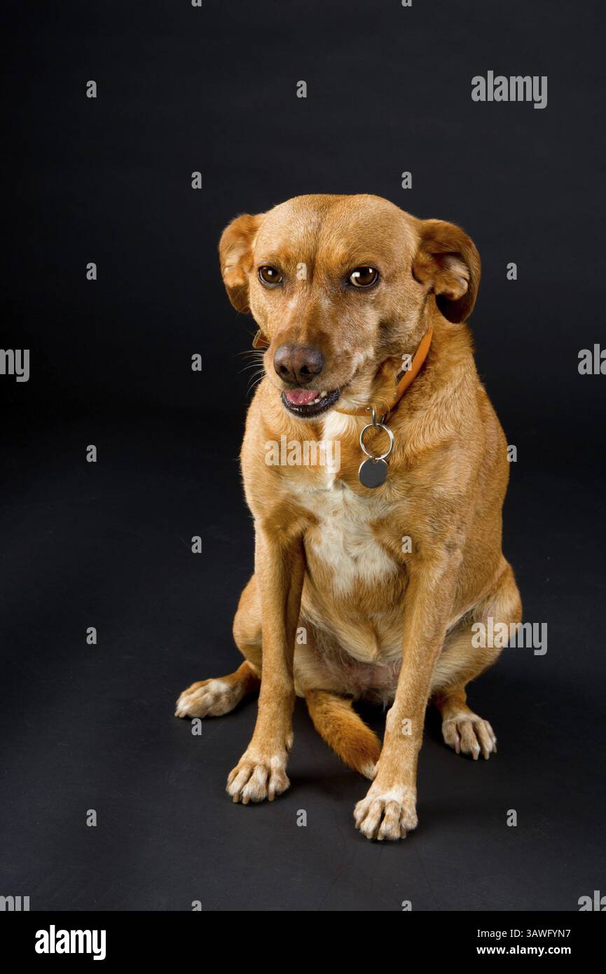 Carino croce marrone cane di razza su sfondo nero Foto Stock