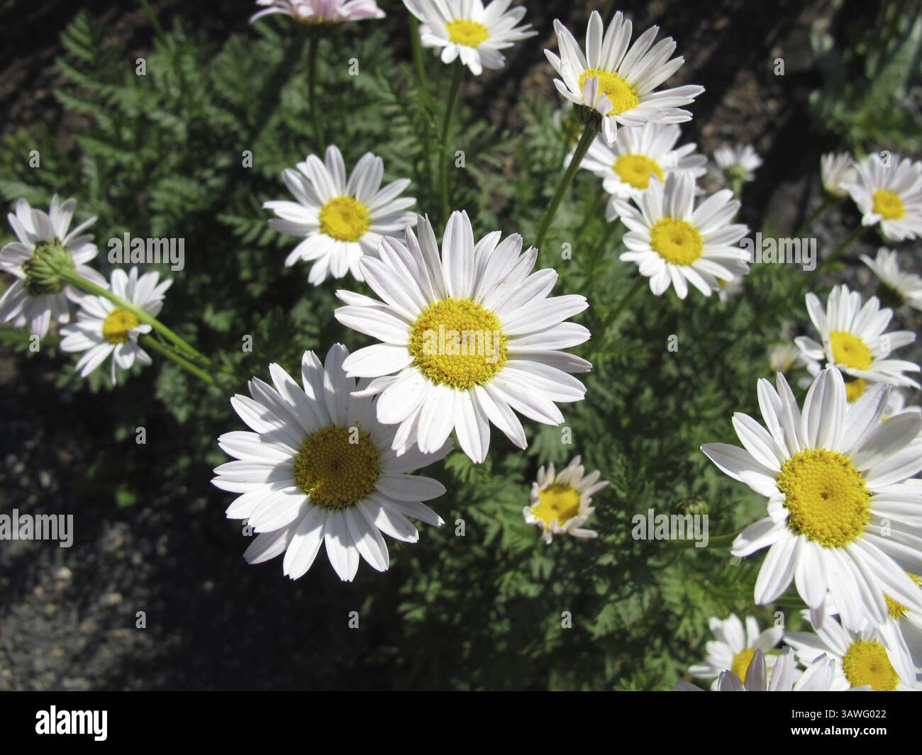 Fiori bianchi rampanti in fiore nel giardino Foto Stock