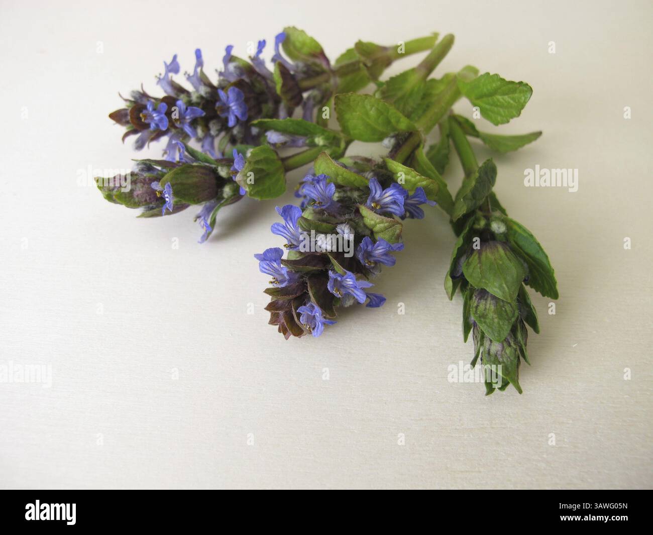 Erbe officinali, blu fiorito bugle su una tavola di legno Foto Stock
