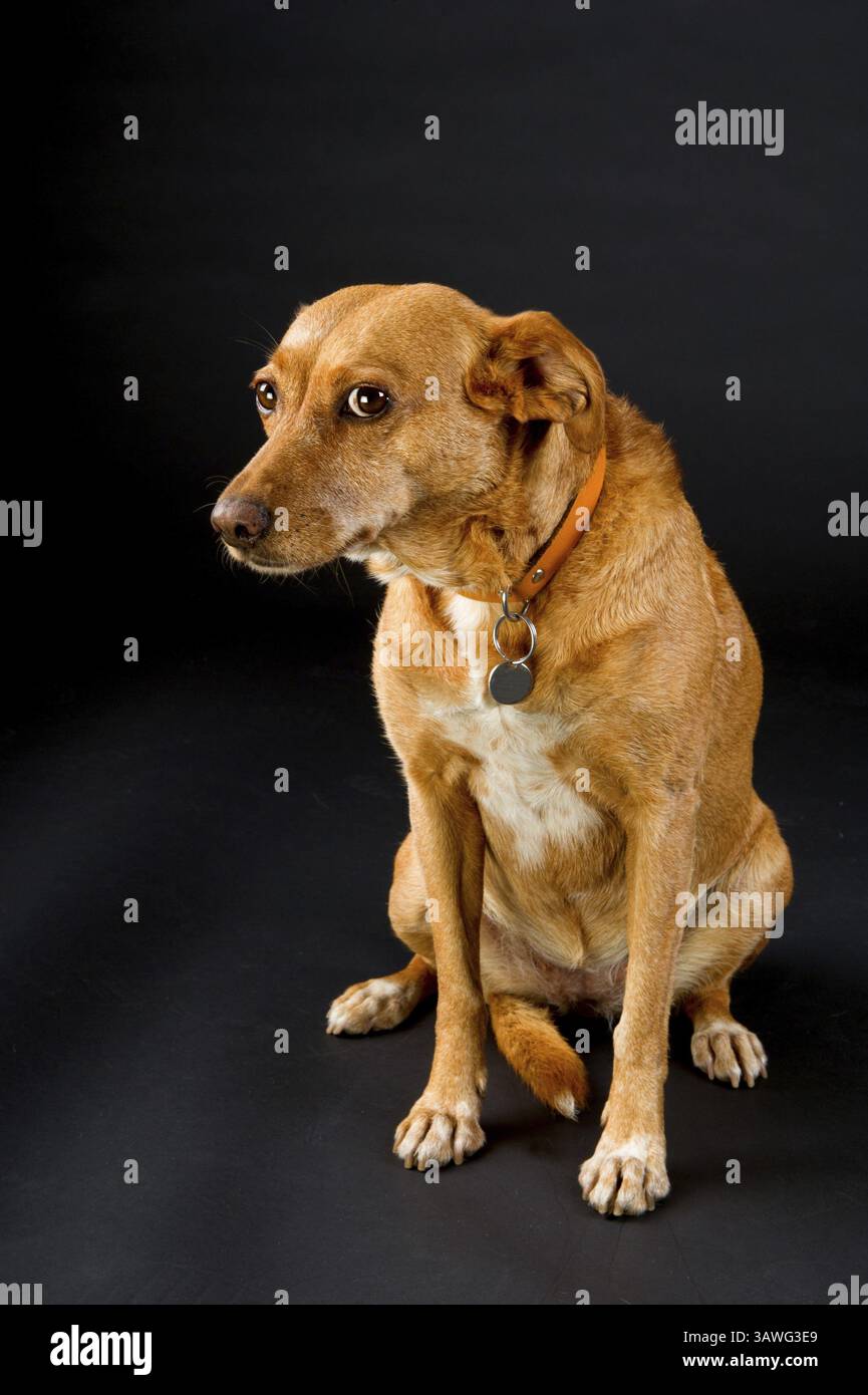 Carino croce marrone cane di razza su sfondo nero Foto Stock
