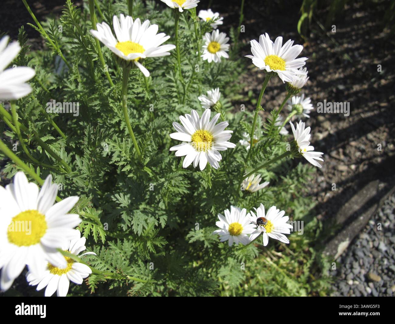 Fiori bianchi rampanti in fiore nel giardino Foto Stock