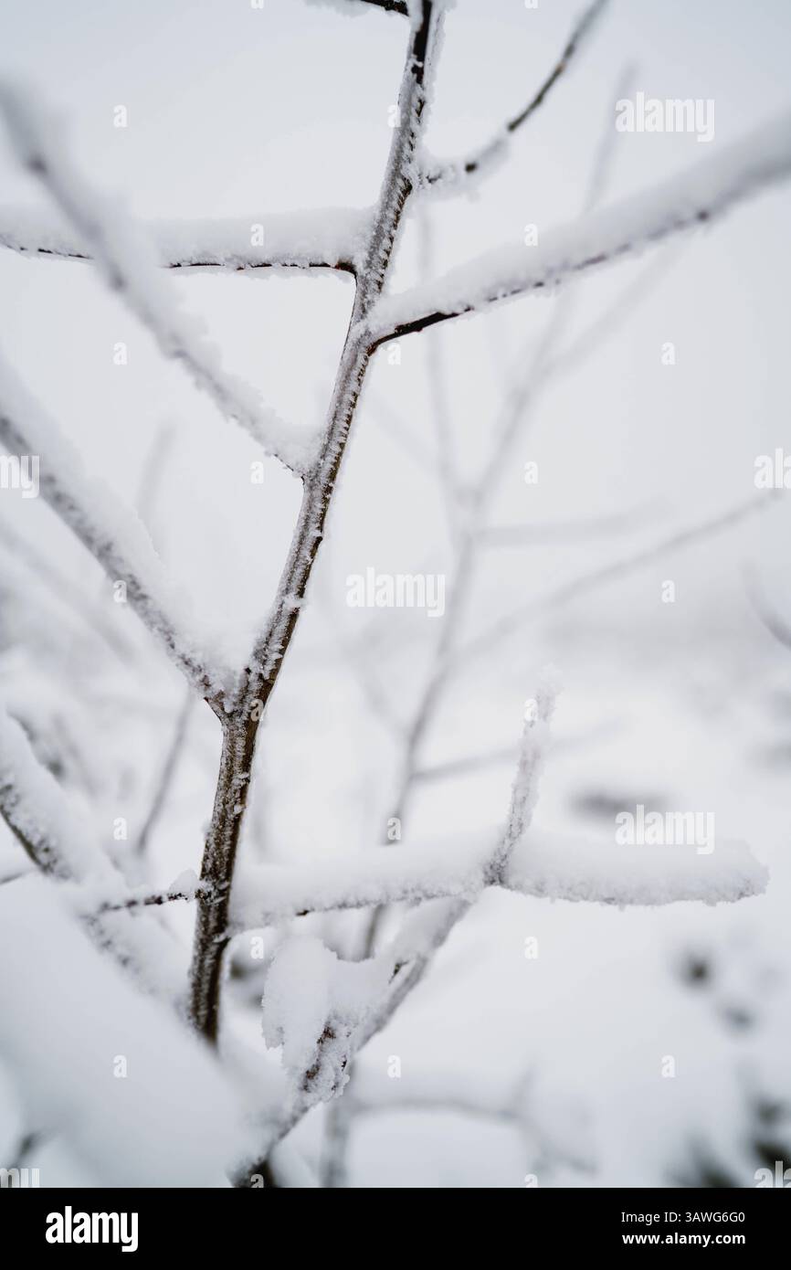 Un primo piano di rami ricoperti di neve Foto Stock