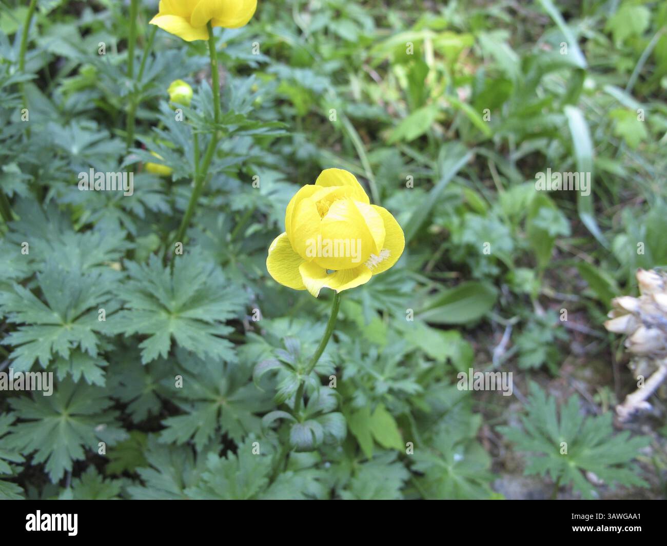 Fiore di troll dello Yunnan, Trollius yunnanensis Foto Stock