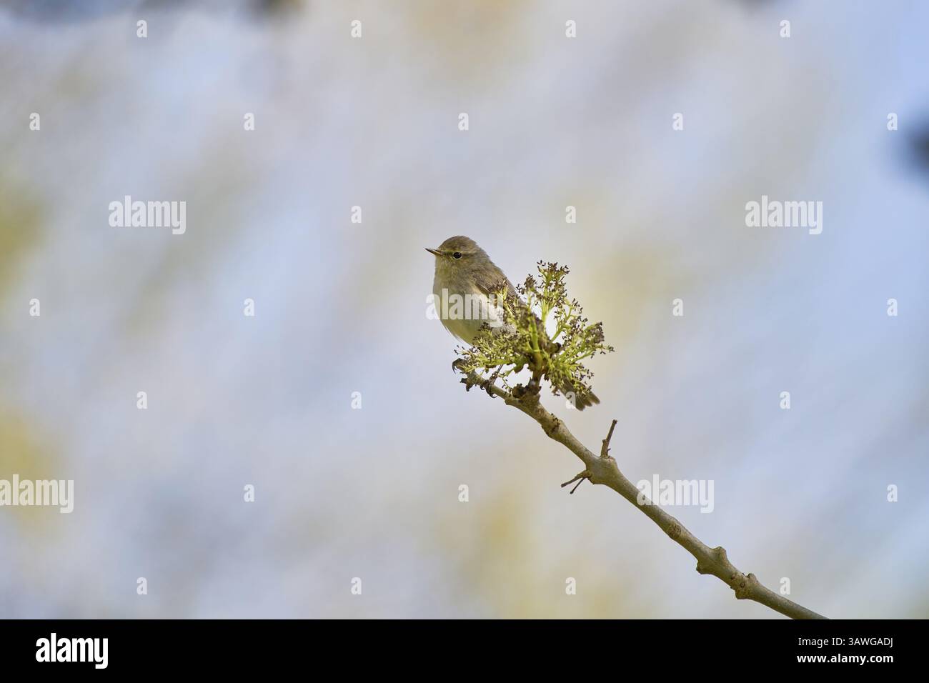 Una chiffchaff semplice, nota anche come parula salice (Phylloscopus collybita), si trova su un ramo contro un cielo morbido e colorato, Wismar, Meclemburgo-Western P Foto Stock