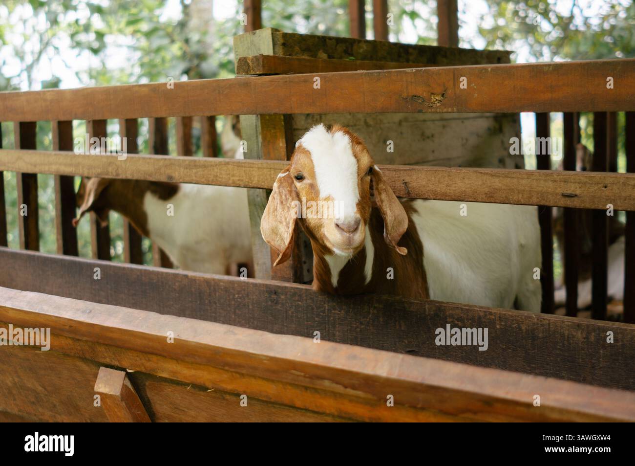 Una capra (Capra hircus) è in tradizionale penna di legno in una fattoria. Foto Stock
