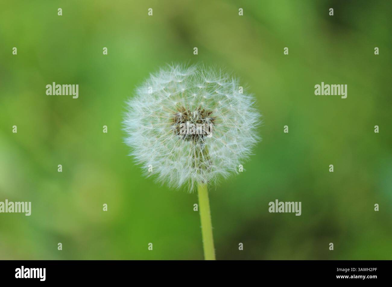 Fiore di dente di leone su sfondo verde Foto Stock