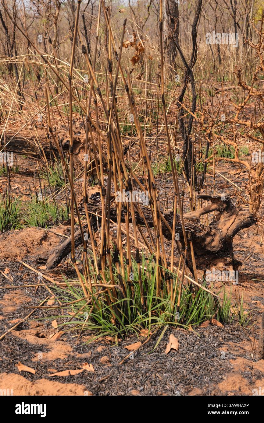Ghana, nuova crescita sul terreno del Sahel dopo l'incendio controllato annuale. Foto Stock