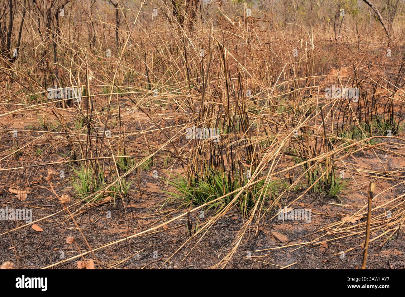 Ghana, nuova crescita sul terreno del Sahel dopo l'incendio controllato annuale. Foto Stock