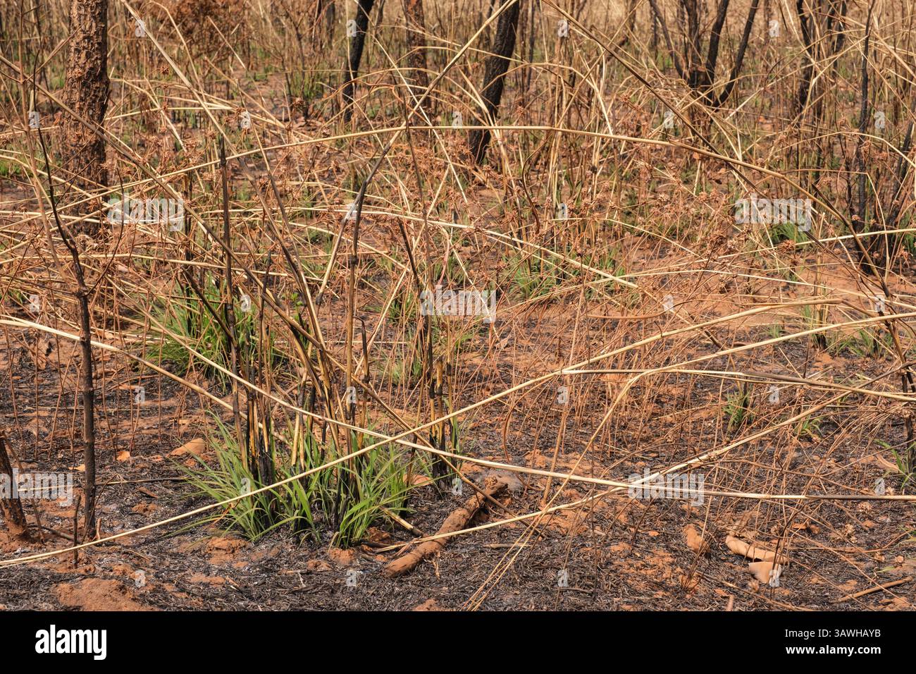 Ghana, nuova crescita sul terreno del Sahel dopo l'incendio controllato annuale. Foto Stock